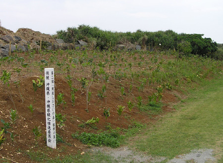 植樹後1か月