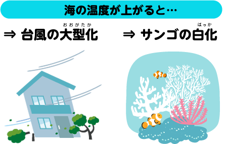海の温度が上がると… ⇒ 台風の大型化 ⇒ サンゴの白化