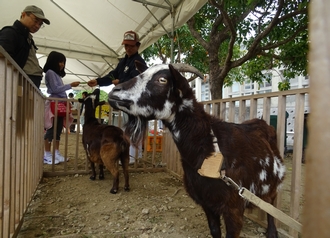 ふれあいミニ動物園