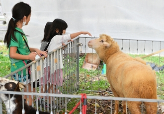 写真 ふれあいミニ動物園(公益財団法人　沖縄こどもの国)