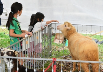 写真 ふれあいミニ動物園(公益財団法人　沖縄こどもの国)